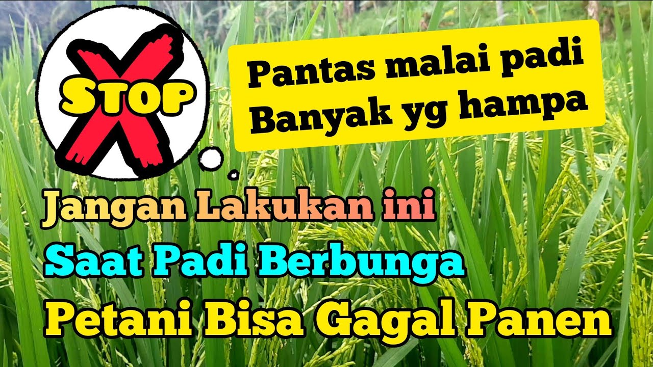 HATI - HATI... Jangan Lakukan ini Saat Padi Berbunga. Solusi Agar Malai Padi Tidak Hampa
