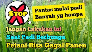 HATI - HATI... Jangan Lakukan ini Saat Padi Berbunga. Solusi Agar Malai Padi Tidak Hampa