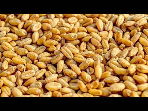 اطيب مقرمشات بالقمح بطريقة سهلةوسريعة قلية