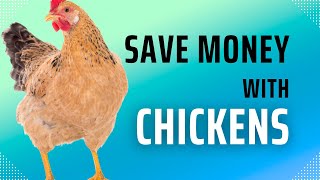 MoneySaving Tips: Owning Chickens