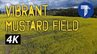 Vibrant Mustard Flower Field in 4K