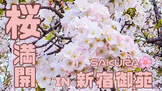 【最新桜情報】桜満開の新宿御苑を歩く2024年4月~ Beautiful 'Sakura“ View in Shinjuku Gyoen National Park~