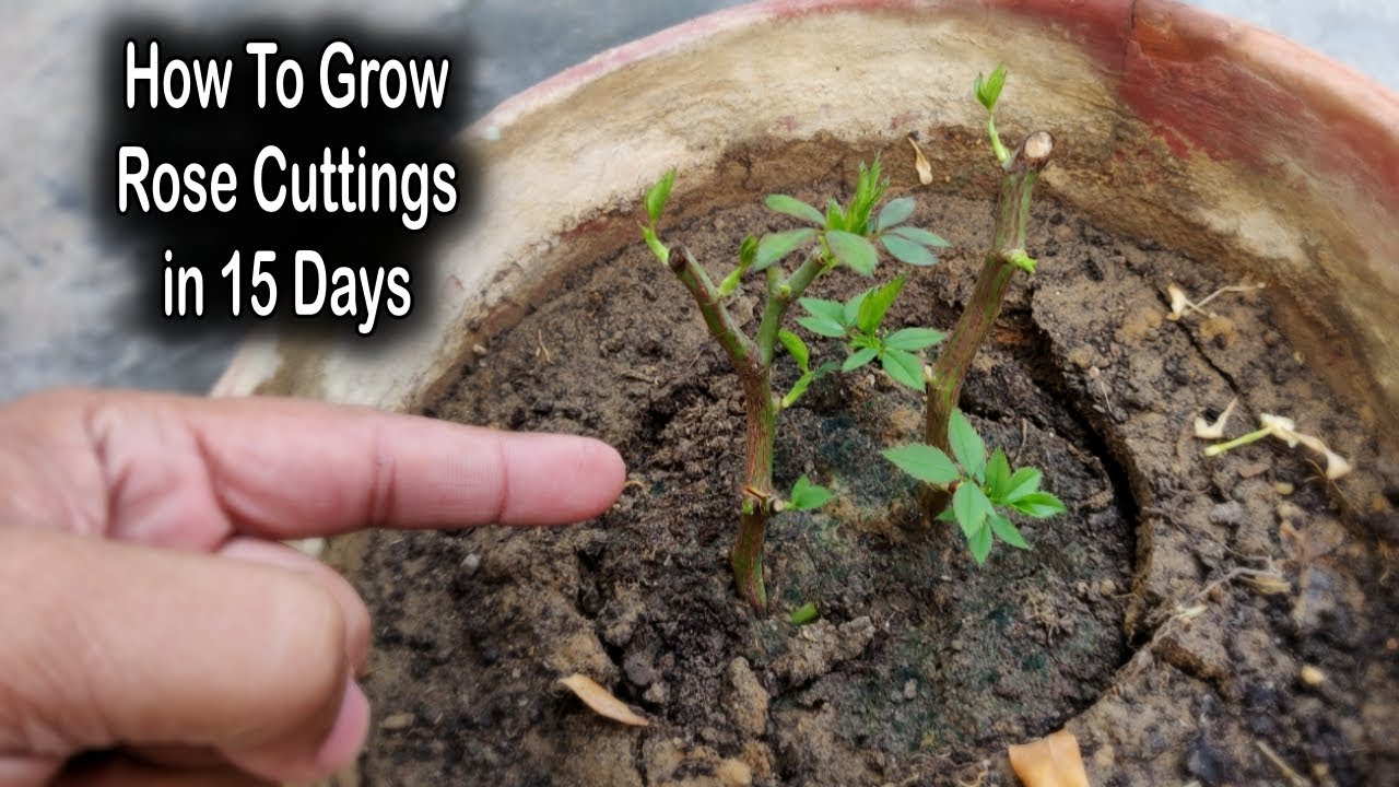 गुलाब की कलम को लगाने का सबसे आसान तरीका | Best Method To Grow Rose Plant From Cuttings for Winter