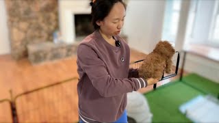 Indoor playtime for poodle babies | 泰迪宝宝们9周大啦，最后一次一起玩