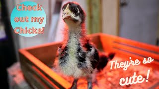 Black Copper Maran Baby Chicks!