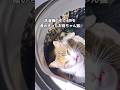残りの衣服を入れて置いた洗濯機の中でお母ちゃん猫が出産してました #子猫 #母猫 #shorts