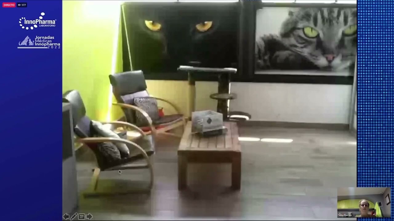 EL PACIENTE GATO GERIATRICO