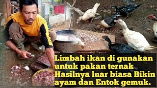 Proses Pembuatan Gummy  dan Gelatin dari Limbah Sisik Ikan