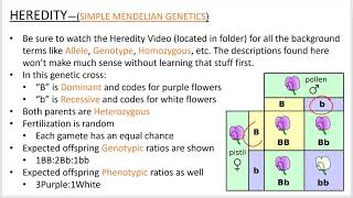 Heredity1, simple Mendelian inheritance PowerPoint screencast