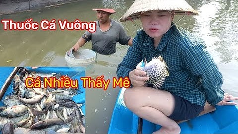 2 Vợ Chồng Đi Thuốc Cá Ở Vuông Tôm, Chuẩn Bị Vụ Nuôi Mới ,Cá Nhiều Thấy Mê - SNCM.