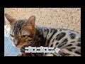 おうちが一番、愛玩動物管理士勉強中