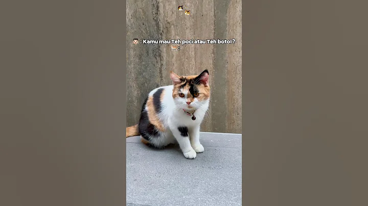 Video 8072801: shorthair britishshorthair, cute british shorthair, britishshorthair cute catlovers, best british