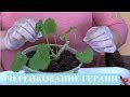 Размножение ПЕЛАРГОНИИ герани черенками, черенкование ГЕРАНИ пеларгонии