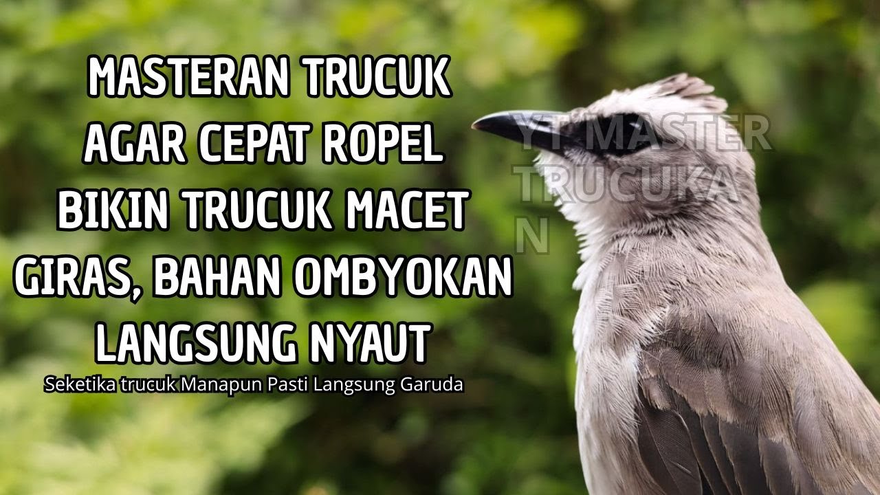 Trucukan GACOR ngalas ROPEL PANJANG suara alam AMPUH buat pancingan jadikan trucuk Gacor GARUDA