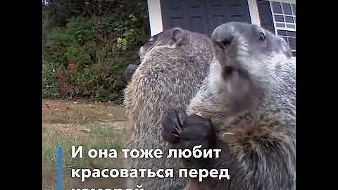 Сурок по имени Чанк