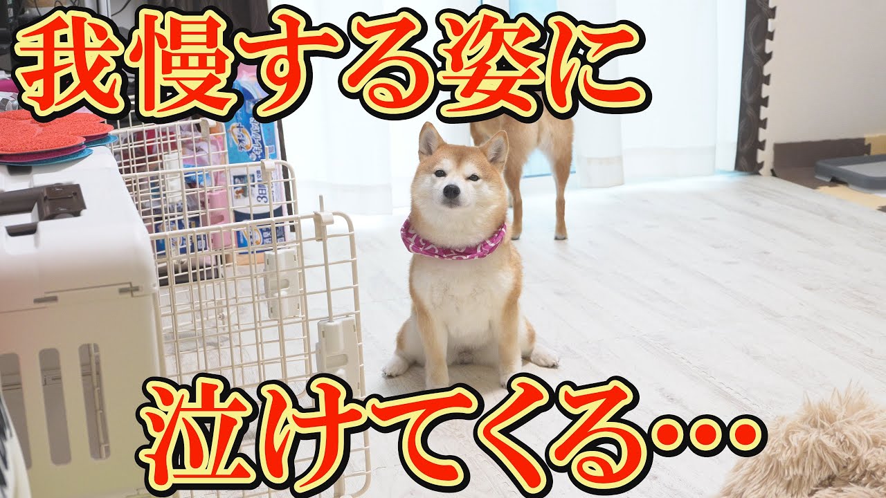 ママ柴ちゃん ママ大丈夫？柴犬の心配そうな表情が可愛すぎる…でもまさかの