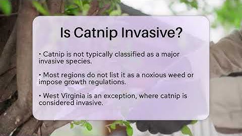Is Catnip Invasive? - The Plant Enthusiast