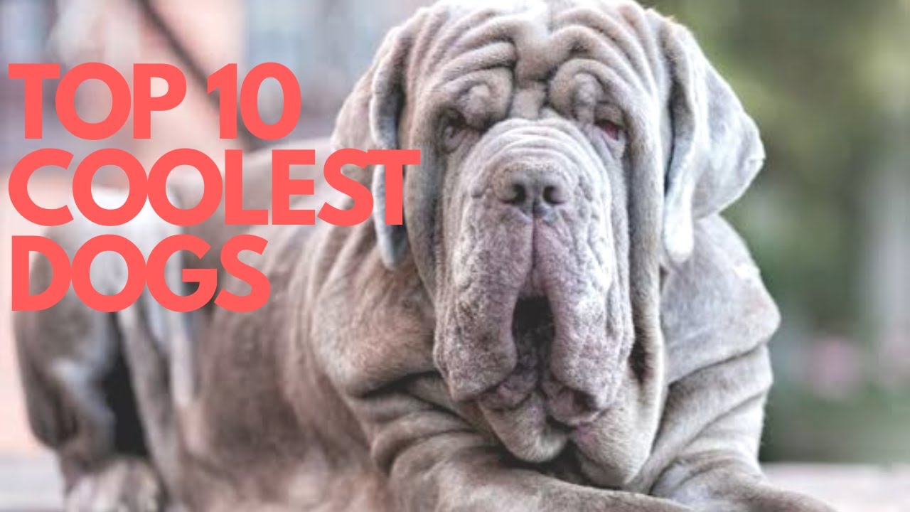 THE TOP 10 COOLEST DOGS BREEDS IN THE WORLD!🐕‍🦺🦮 YouTube