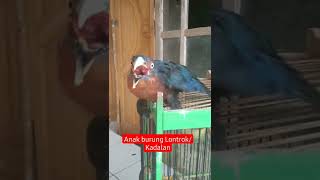 anak burung kadalan