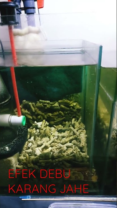 EFEK DEBU KARANG JAHE DI SUMP FILTER REEF TANK