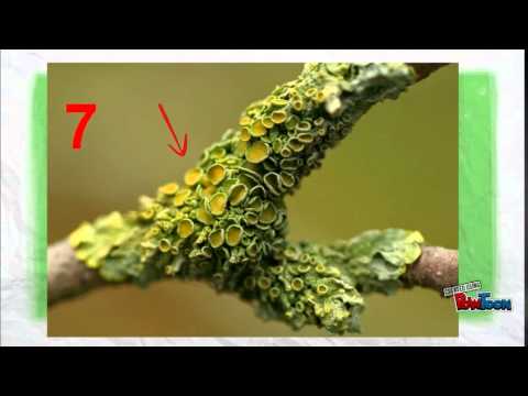 თანაცხოვრების სახეები