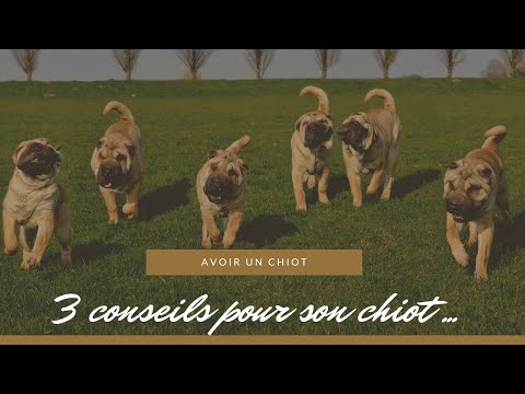 Vidéo: Pourquoi les bilans de santé des chiens âgés sont-ils importants?