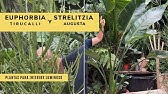 Cómo cuidar la planta Ave del Paraiso (o Strelitzia nicolai)? Cuidados de  Riego, Tierra, Luz... - YouTube