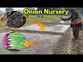 प्याज की नर्सरी तैयार करने की सरल सर्वोत्तम वैज्ञानिक विधि Grow onion nursery from seed