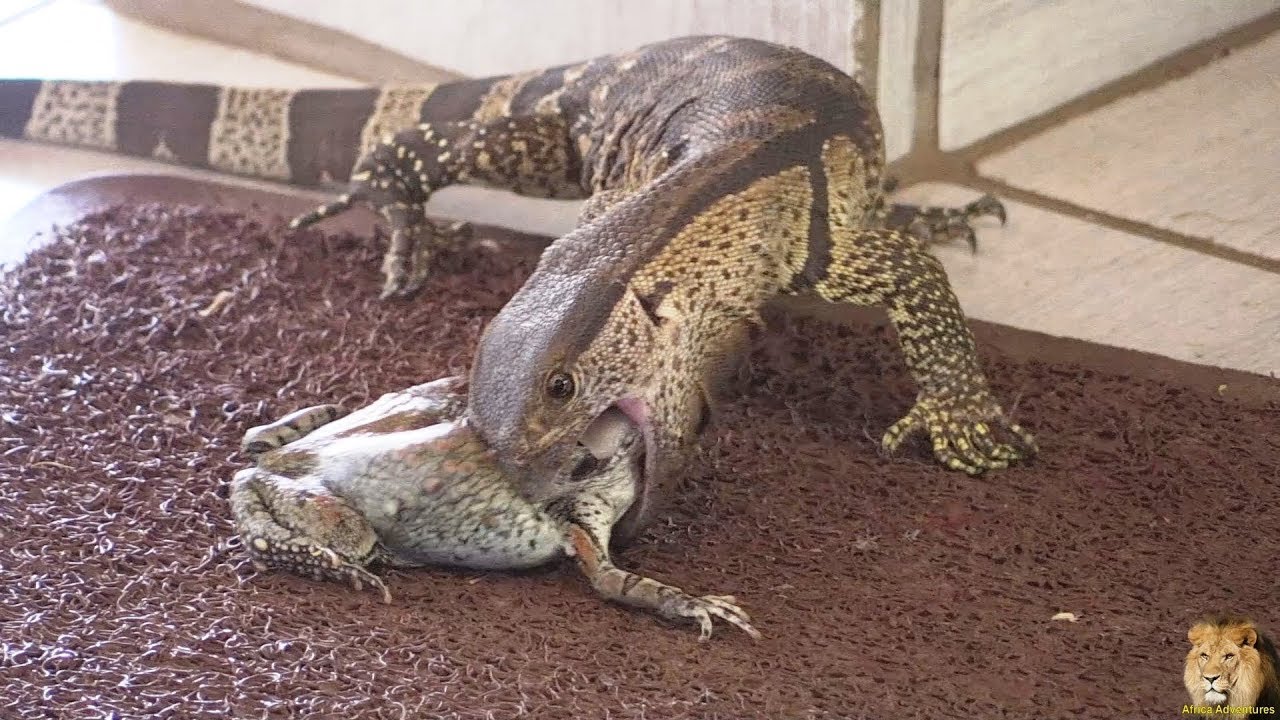 Small Monitor Lizard Catch And Swallow Huge Frog YouTube small-monitor-lizard-catch-and-swallow-huge-frog-youtube