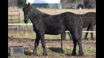 Eloquence 2018 sale video