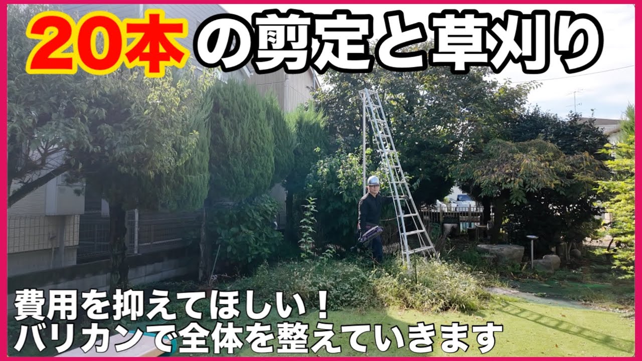 【仕事】広いお庭の20本の剪定・除草　作業費用を抑えたい！主にバリカンでの刈り上げ作業に決定　お客様にもご満足のお言葉を頂きました