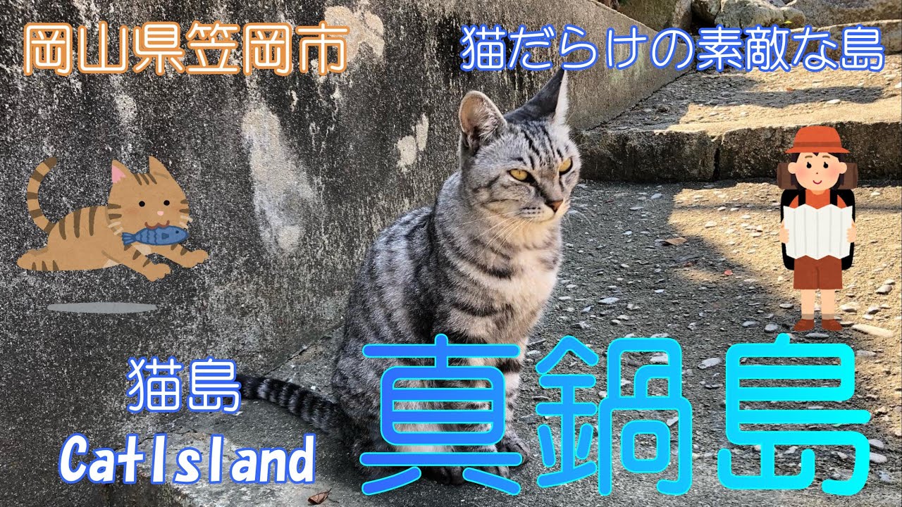 【岡山県笠岡市】真鍋島で猫たちに癒されました【猫島】