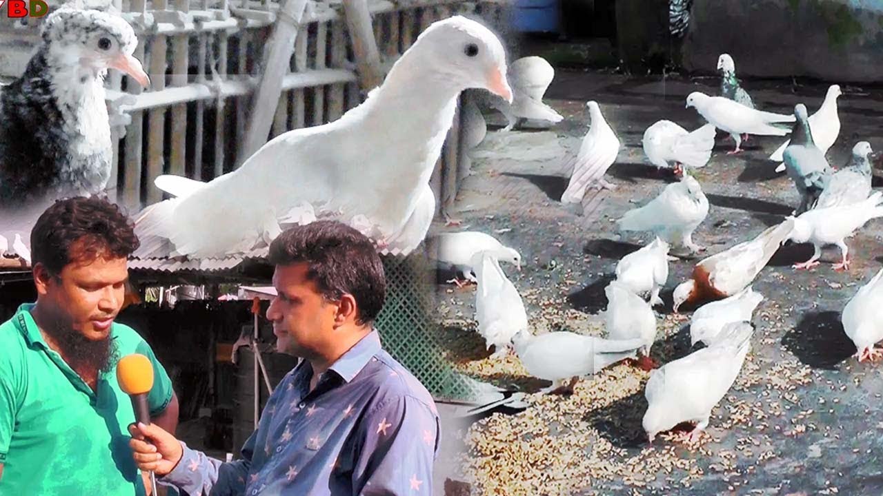 শৌখিন কবুতর খামারী | ২ জোড়া গিরিবাজ কবুতর থেকে ২৫০ জোড়া কবুতর | চান্দাই কোনার মিঠু ভাই,