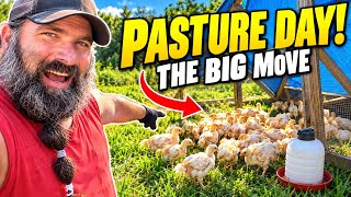 Our Chickens Finally Hit the Pasture! Raising Meat Chickens