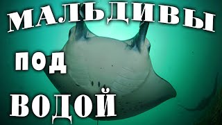 Мальдивы под водой. Дайвинг. Январь 2023 г.