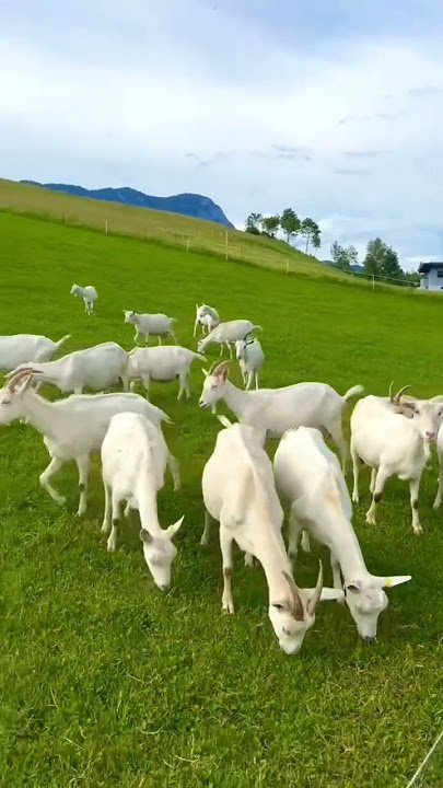 Berbagai Macam Suara Kambing #suara #suarakambing #kambing #ternakkambing