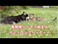 毒蜘蛛シーズン始まる・初ダブルどん