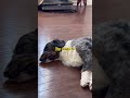 Are you ready to take a nap ??? 😴 💤 #puppy #shortsviral #cutedog