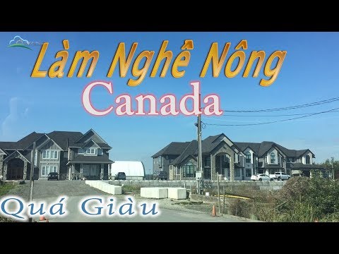 Video: Gạo được trồng ở đâu ở Canada?