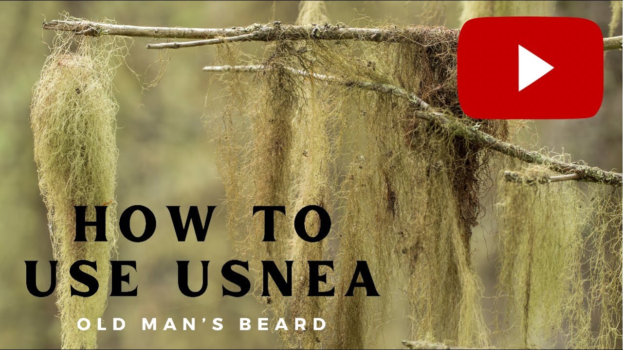 How to Use Usnea or Old Man's Beard in Hard Times.