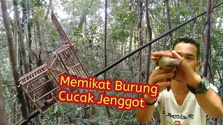 Serunya Memikat Cucak Jenggot Di Tengah Hutan..