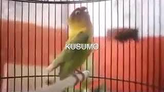 Begini Suara Ngekek Panjang Burung Lovebird kusumo