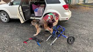 Getting Senior Paralyzed Dog into Walkin' Wheels Wheelchair and Assisting in Bladder Expression