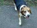 Beagle Sniffing Turtle