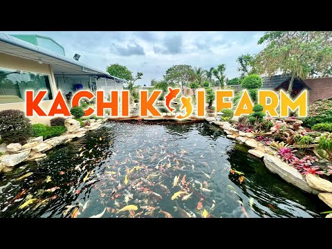 Video Hàng ngàn con CÁ KOI Nhật Bản bạc tỉ tại trại KACHI... - youtube