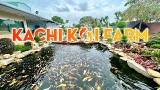 Hàng ngàn con CÁ KOI Nhật Bản bạc tỉ tại trại KACHI KOI FARM ở Long An #hugoduong screenshot 4