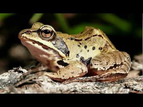 Video: Broasca Ascuțită (Rana Arvalis)