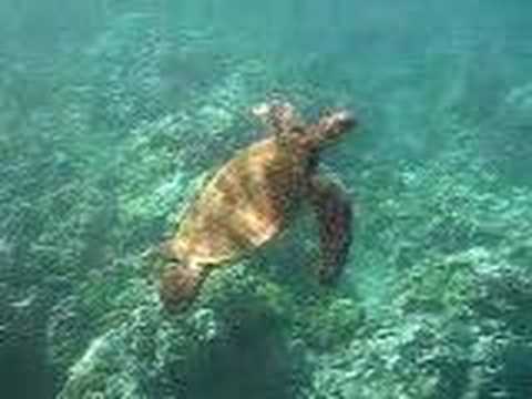 green sea turtle snorkeling in boracay