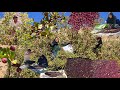 Nomadic Life of Iran | Wild Hawthorn Harvest in the Zagros Mountains