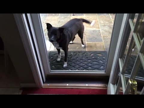Dog Confused By Screenless Door